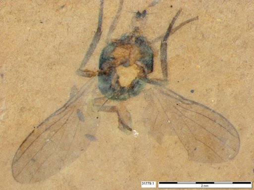 Diptera
