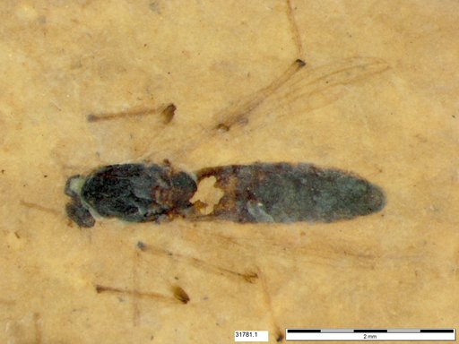 Diptera