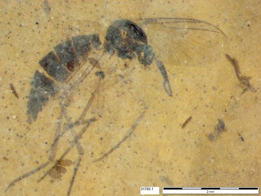 Diptera
