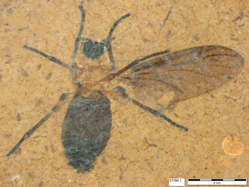 Genus sp