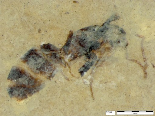 Formicidae