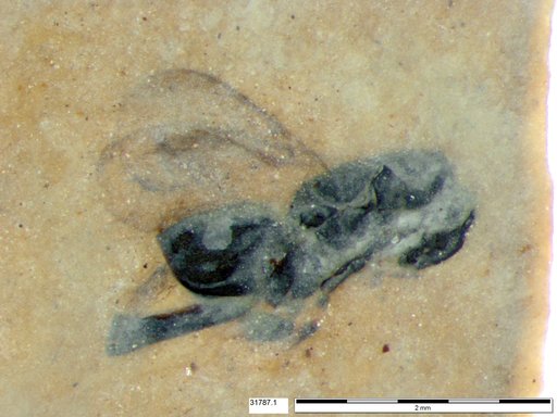 Genus sp