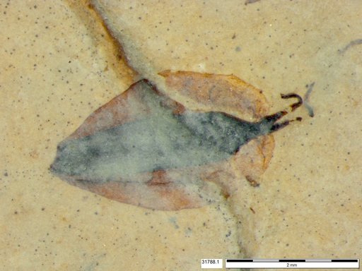 Tracheophyta