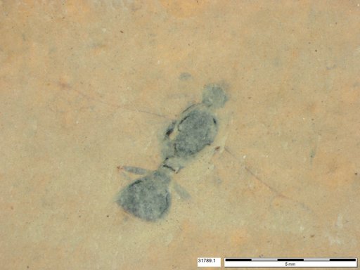 Formicidae
