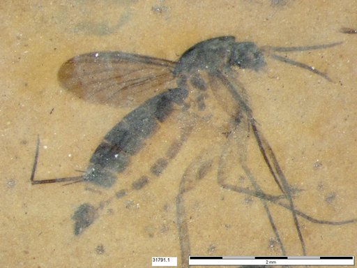 Mycetophilidae