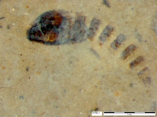Genus sp