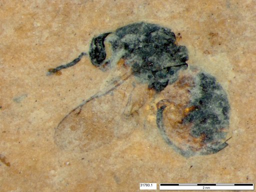 Genus sp