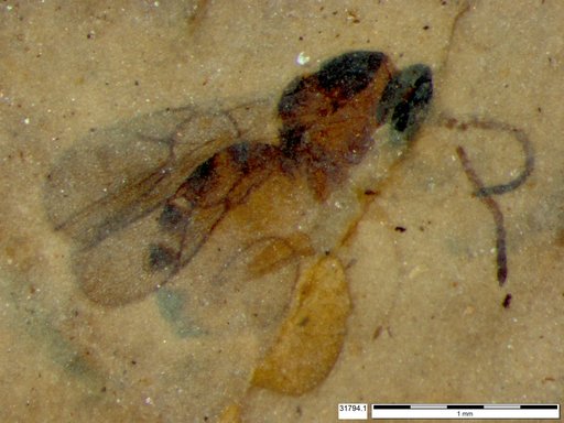 Genus sp
