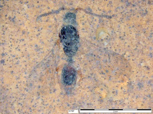 Diapriidae