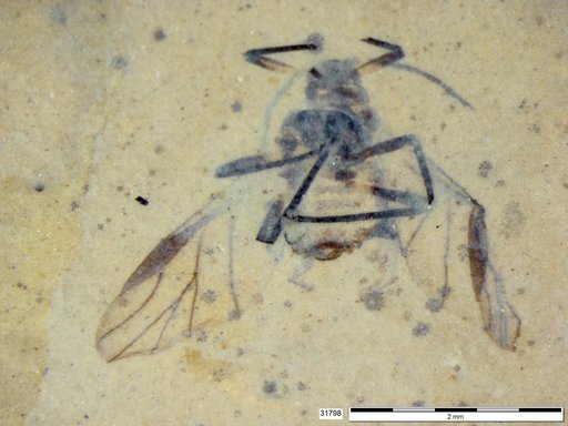 Aphididae