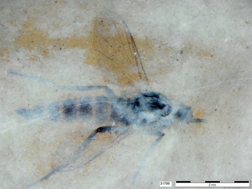 Diptera
