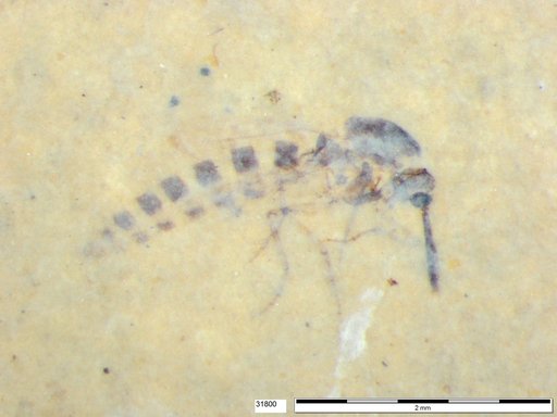 Diptera