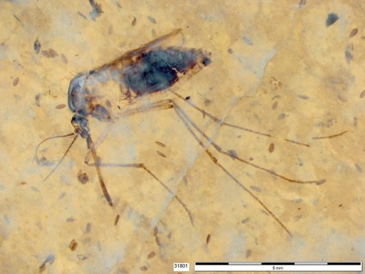 Genus sp