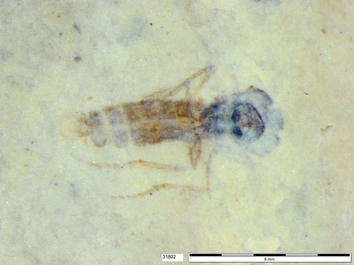 Diptera