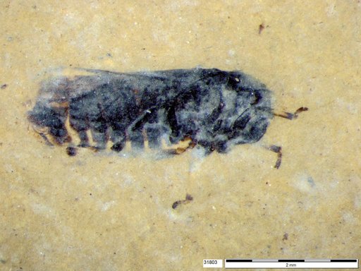 Genus sp