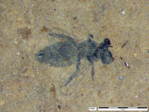 Genus sp