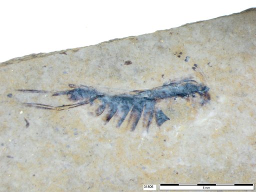 Corixidae