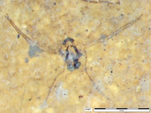 Chaoboridae