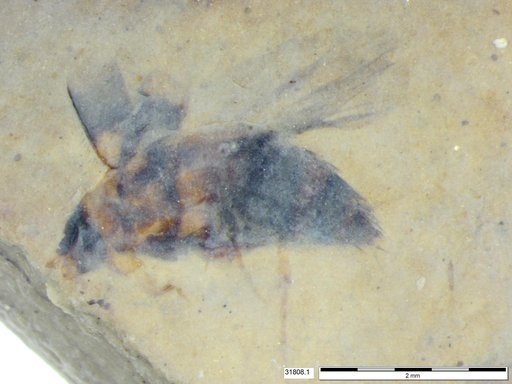 Genus sp