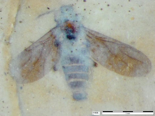 Diptera