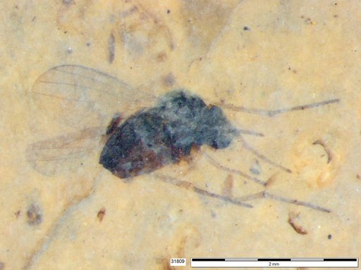 Diptera
