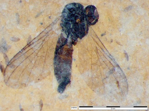 Diptera