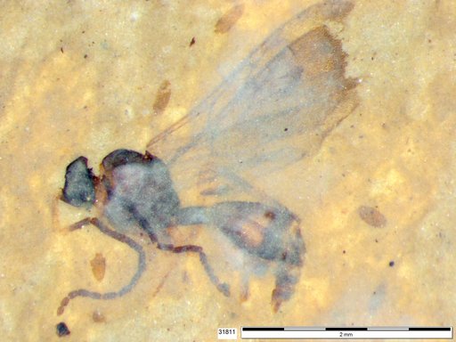 Diapriidae