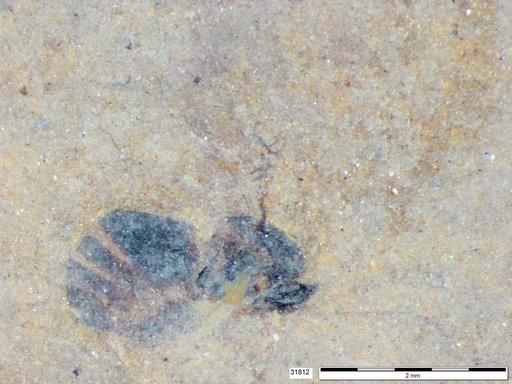 Genus sp