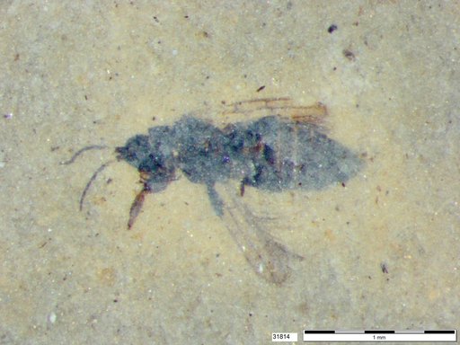Genus sp