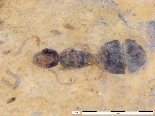 Formicidae