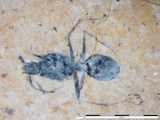 Formicidae