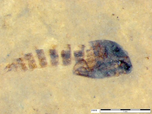 Diptera