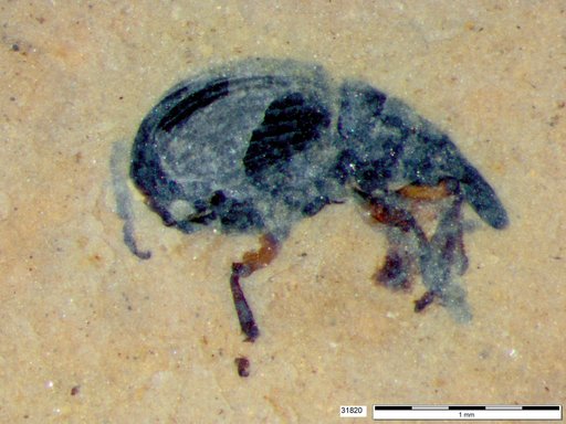 Genus sp