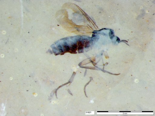 Diptera
