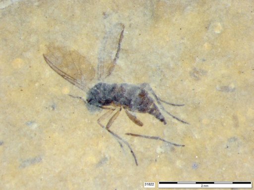 Diptera
