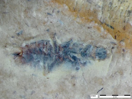 Genus sp