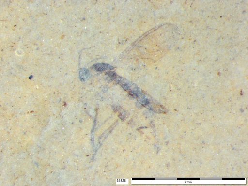Diptera