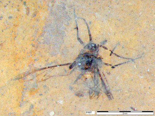 Aphididae