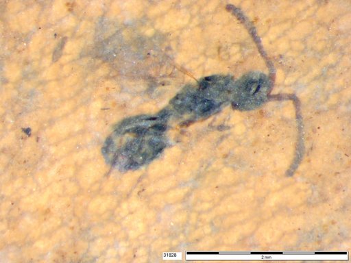 Diapriidae