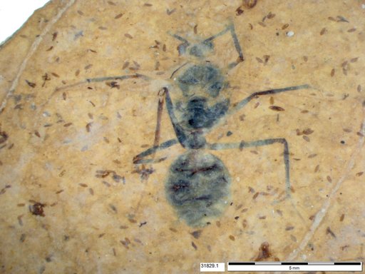 Formicidae
