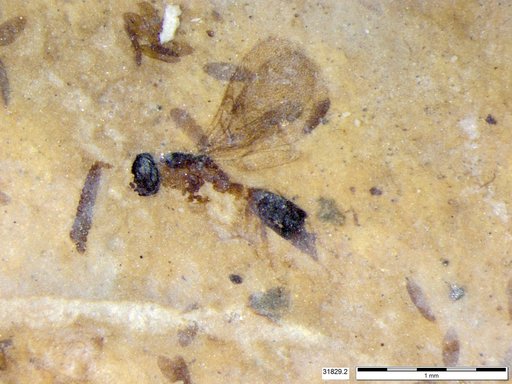 Diapriidae