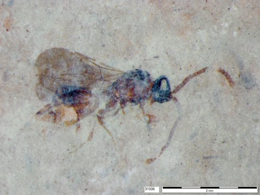 Diapriidae