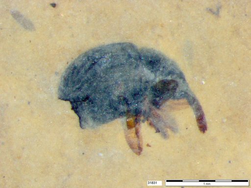 Genus sp