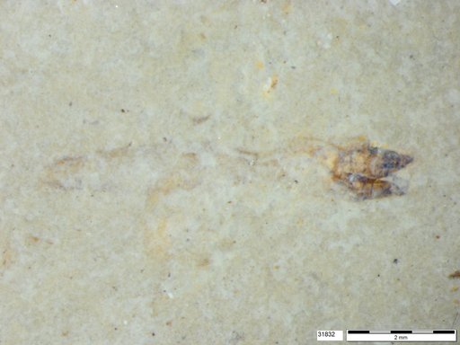 Genus sp
