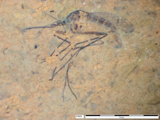 Genus sp