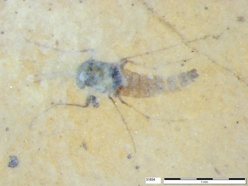 Diptera