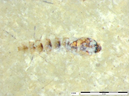 Genus sp