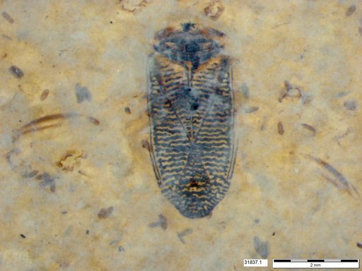 Corixidae