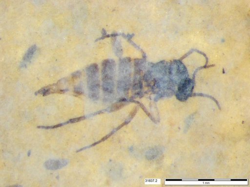 Sciaridae