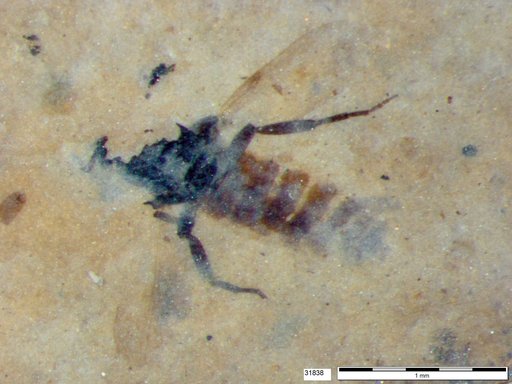Genus sp